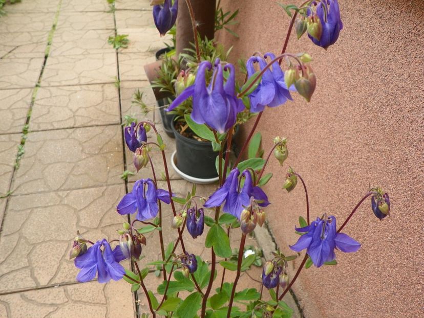 29 apr (33) - Primavara 2017