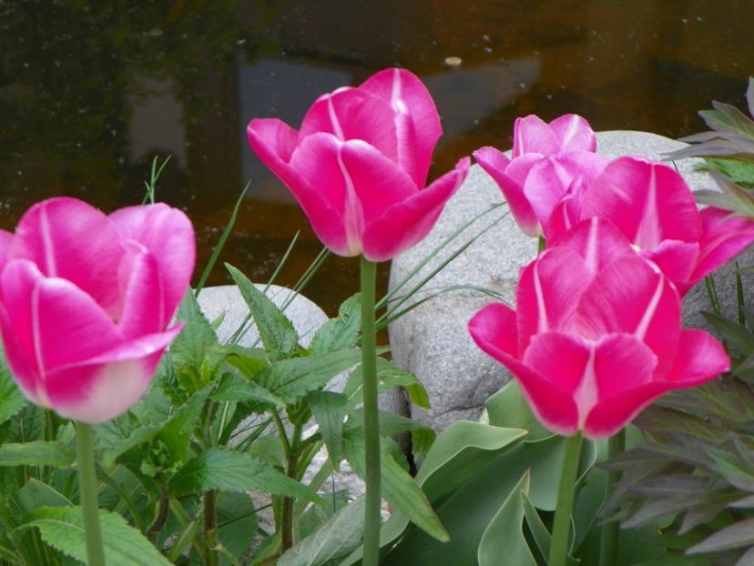 29 apr (38) - Primavara 2017