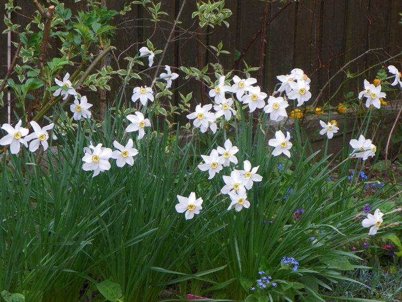 29 apr (40) - Primavara 2017