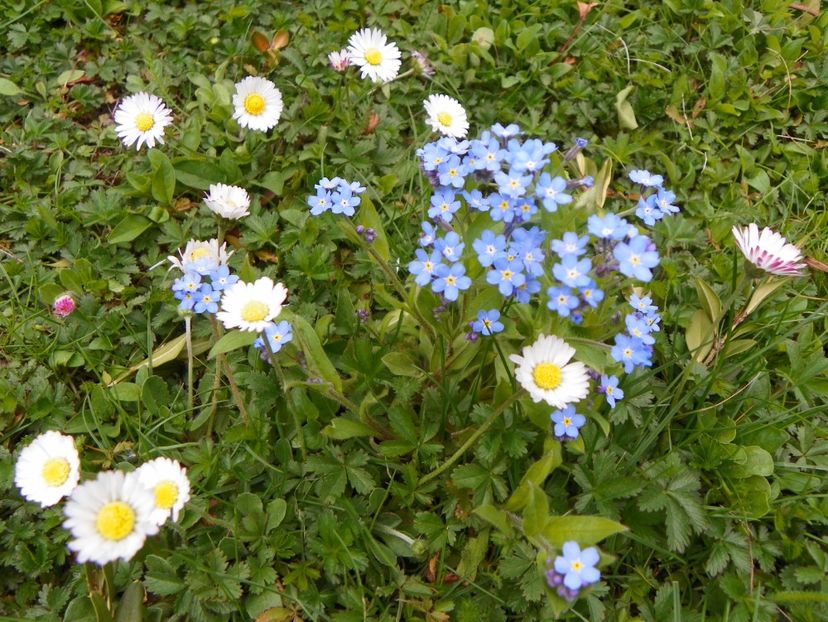 29 apr (45) - Primavara 2017