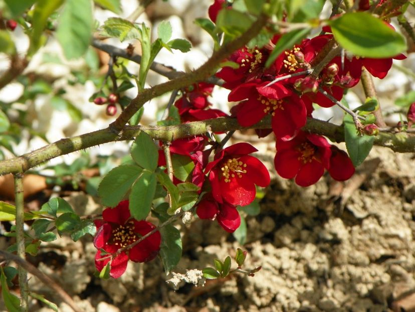 chaenomeles Crimson and Gold - z-Dobarland 2017