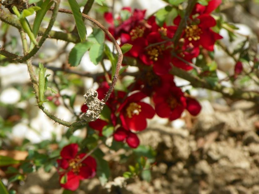 chaenomeles Crimson and Gold - z-Dobarland 2017