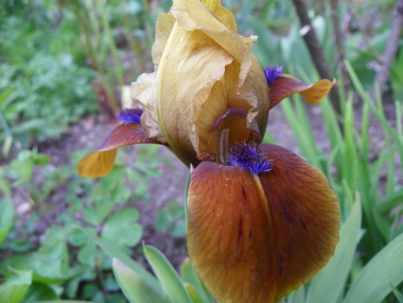 Manchu Coffee - Irisi 2017