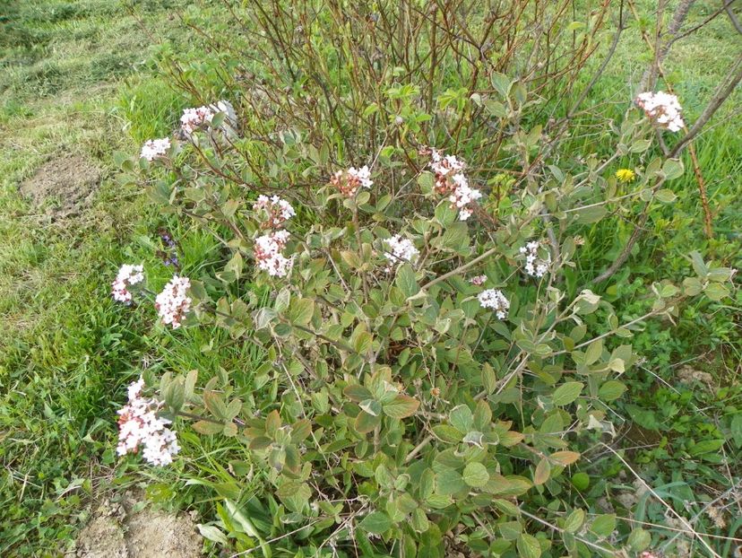 viburnum carlesii - z-Dobarland 2017
