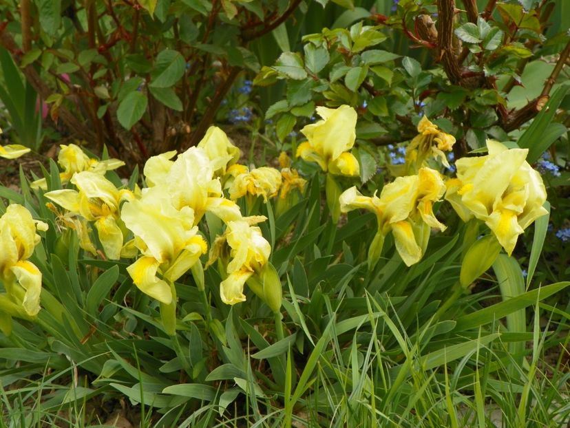 reichenbachii - Irisi 2017