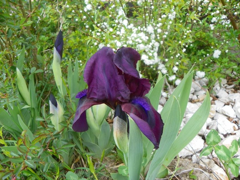 iris Cherry Garden - z-Dobarland 2017