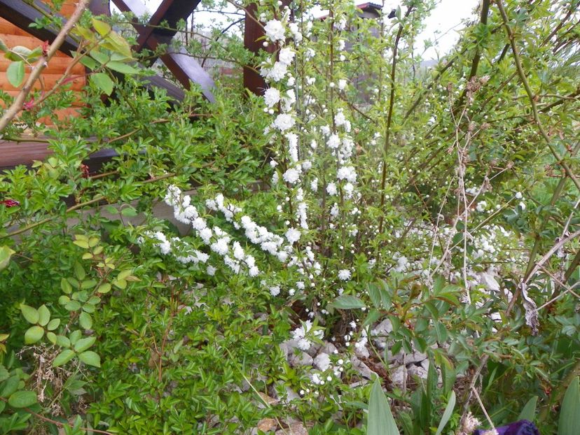 prunus glandulosa Alba Plena - z-Dobarland 2017