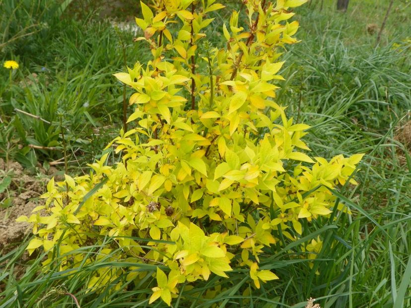 philadelphus aureus - z-Dobarland 2017