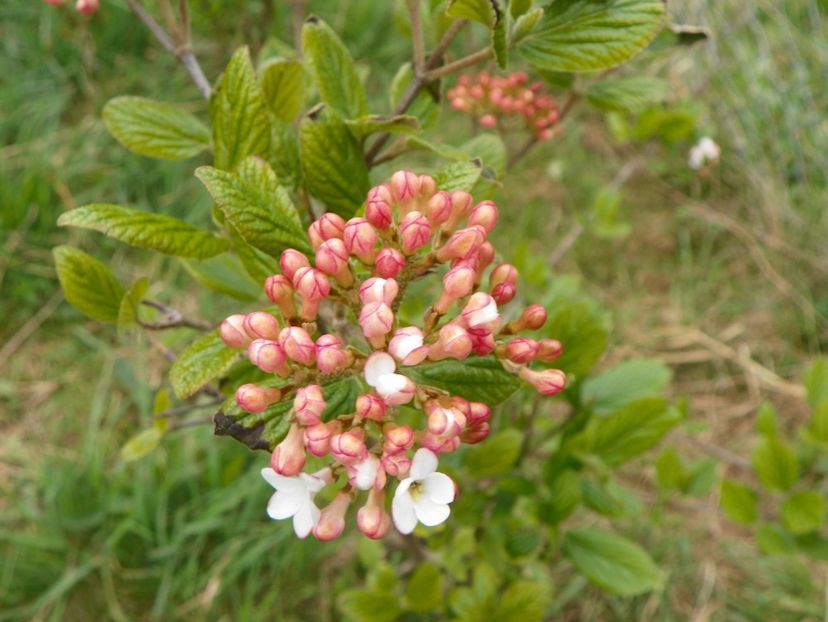 viburnum Anne Russell - z-Dobarland 2017