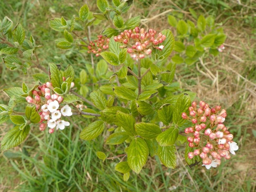 viburnum Anne Russell - z-Dobarland 2017