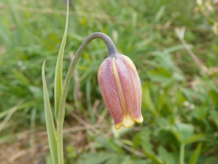 fritillaria Uva Vulpis - z-Dobarland 2017