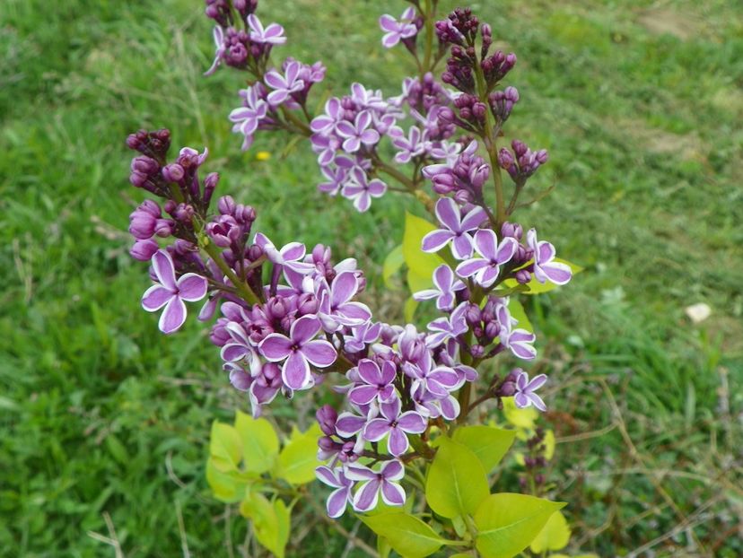 syringa Sensation - z-Dobarland 2017