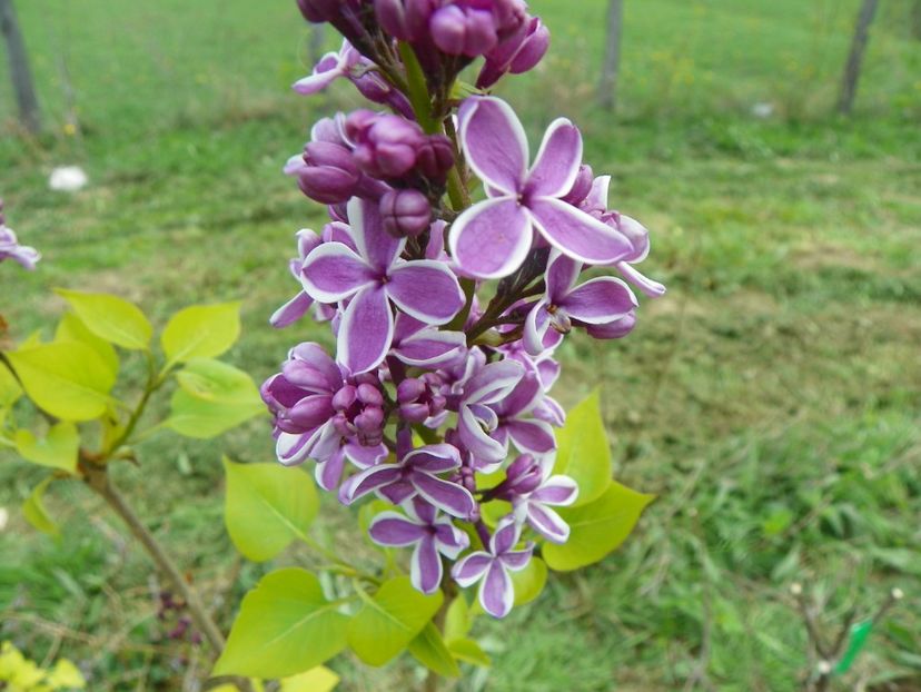 syringa Sensation - z-Dobarland 2017