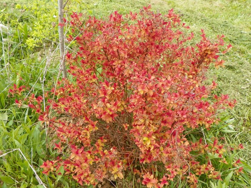spiraea Magic Carpet - z-Dobarland 2017