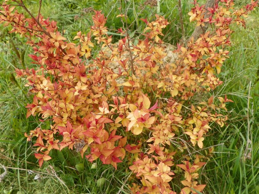 spiraea Firelight - z-Dobarland 2017