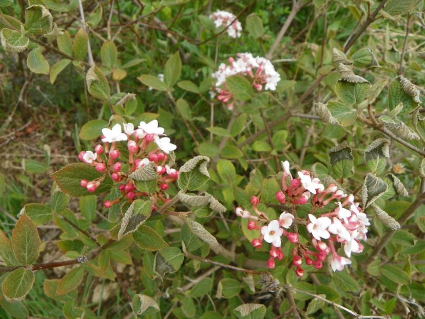 viburnum carlesii - z-Dobarland 2017