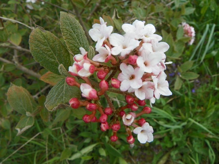 viburnum carlesii - z-Dobarland 2017