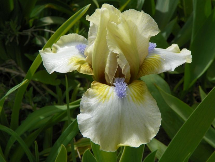 Dixie Pixie - Irisi 2017