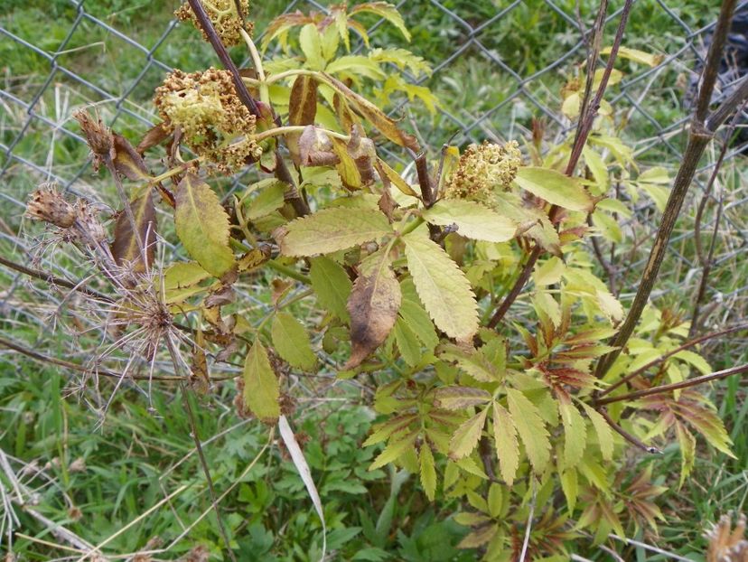 sambucus Southerland Gold - z-Dobarland 2017