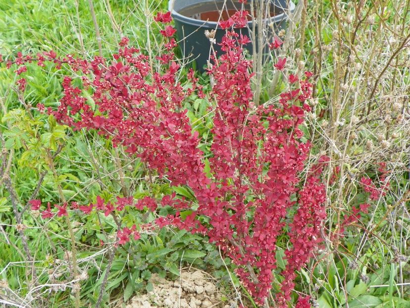 berberis Orange Rocket - z-Dobarland 2017