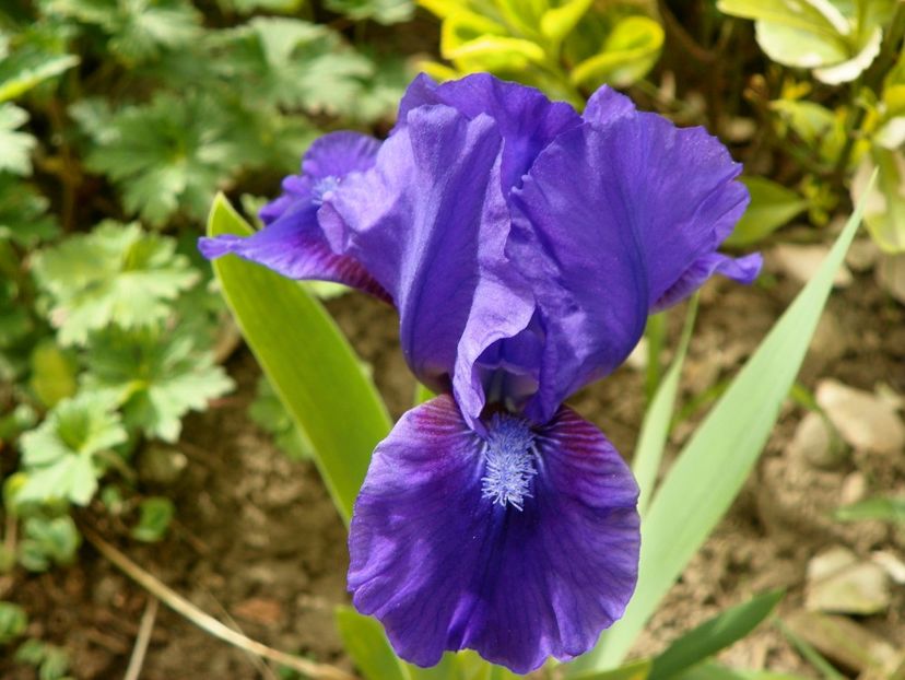 Little Sapphire - Irisi 2017