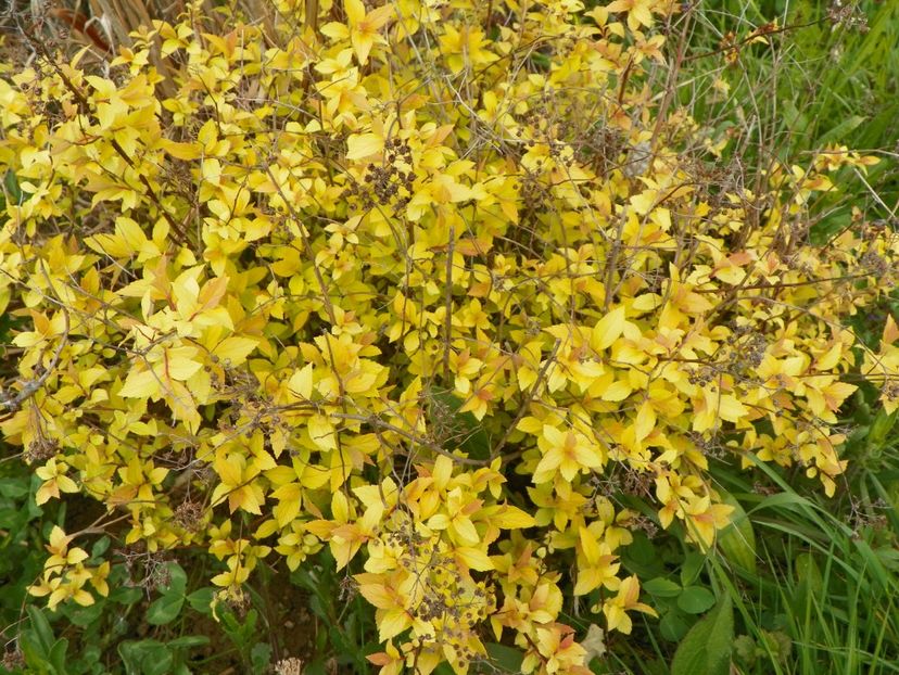 spiraea Golden Princess - z-Dobarland 2017
