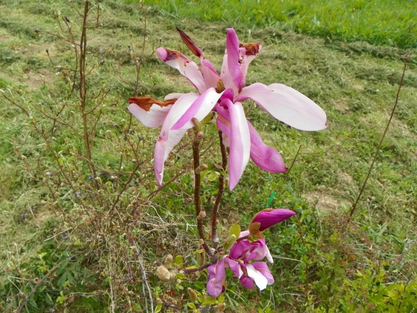 magnolia Leonard Messel - z-Dobarland 2017