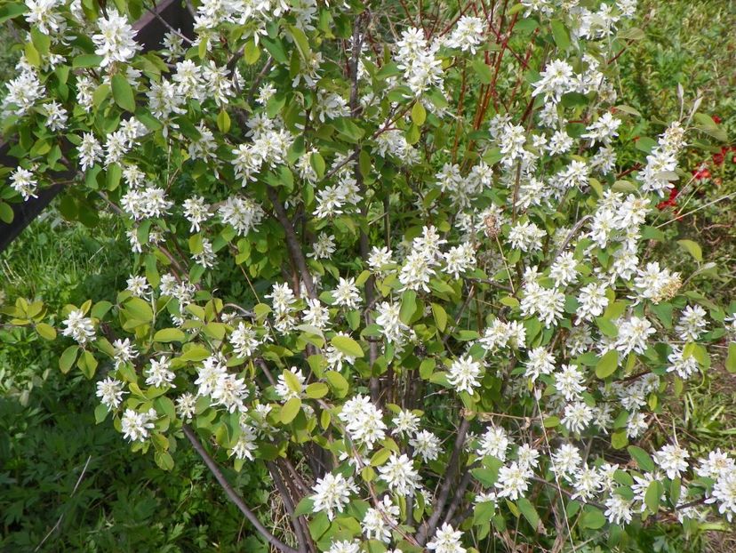 amelanchier Obelisk - z-Dobarland 2017