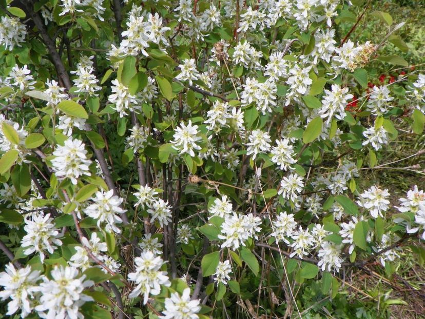 amelanchier Obelisk - z-Dobarland 2017