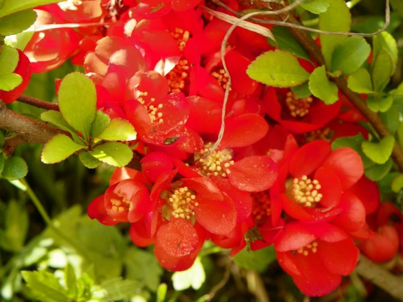 chaenomeles Fire Dance - z-Dobarland 2017