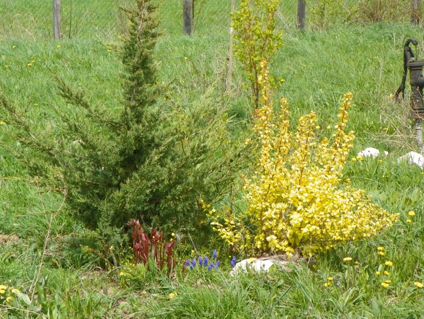28 apr (49) - z-Dobarland 2017