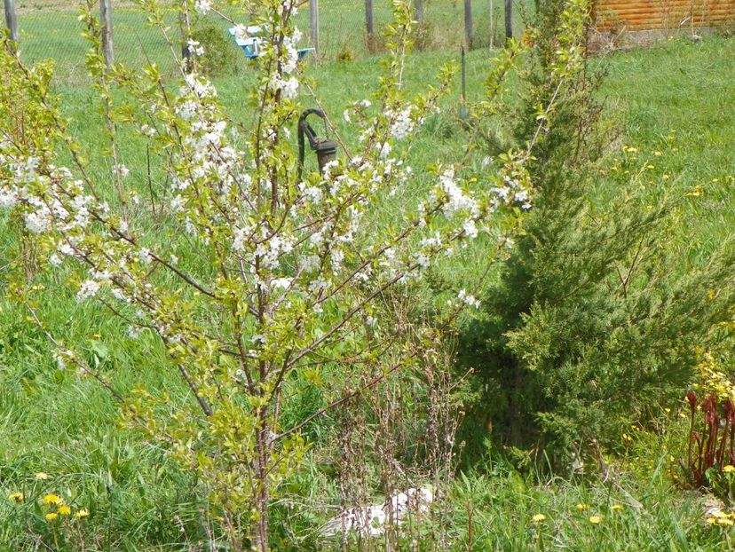 28 apr (51) - z-Dobarland 2017