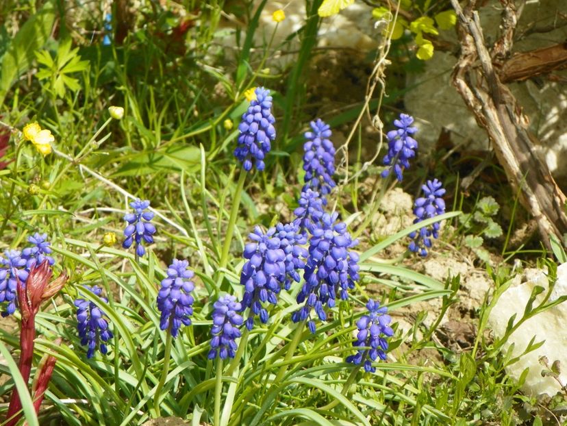 muscari - z-Dobarland 2017