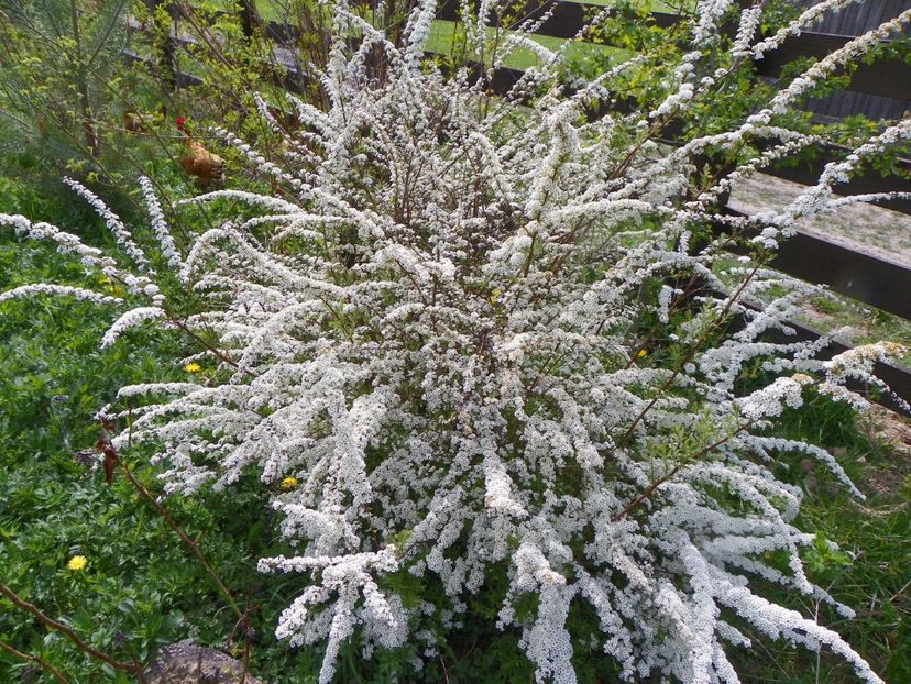 spiraea Grefsheim - z-Dobarland 2017