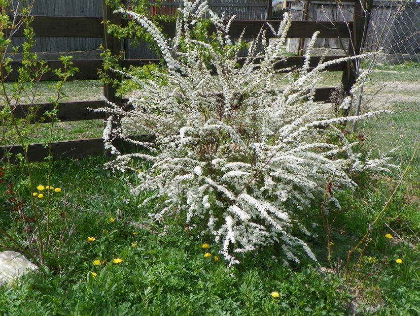 spiraea Grefsheim - z-Dobarland 2017