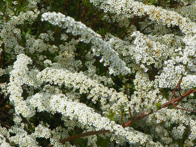 spiraea Grefsheim - z-Dobarland 2017