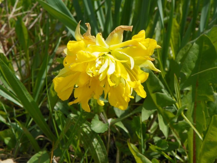 narcisa Van Sion - z-Dobarland 2017