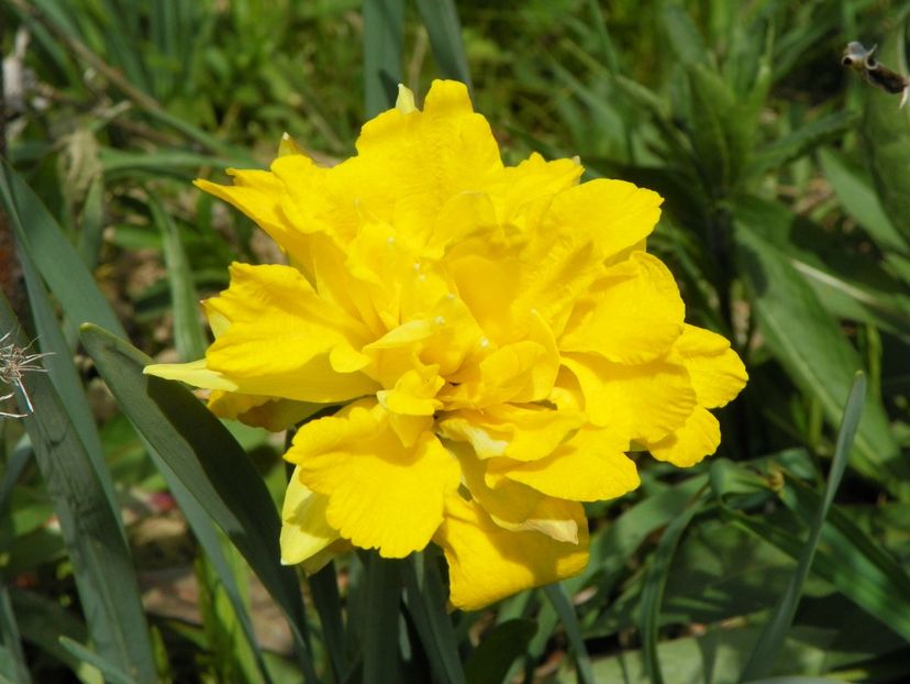 narcisa Van Sion - z-Dobarland 2017