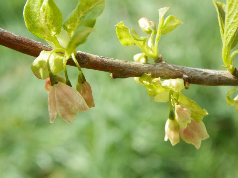 halesia carolina - z-Dobarland 2017