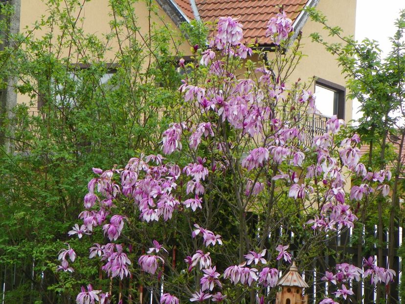 magnolia Susan - Copacei si arbusti 2017