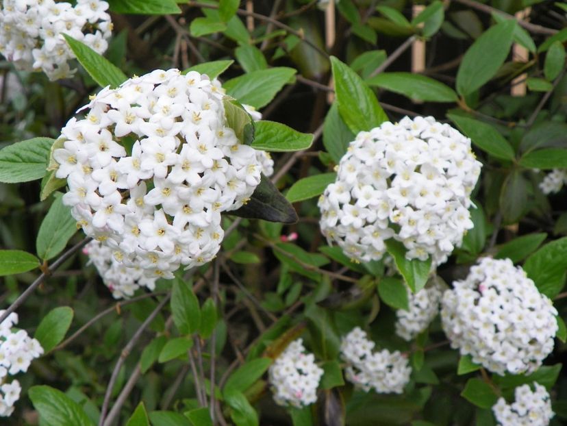 viburnum burkwoodii - Copacei si arbusti 2017