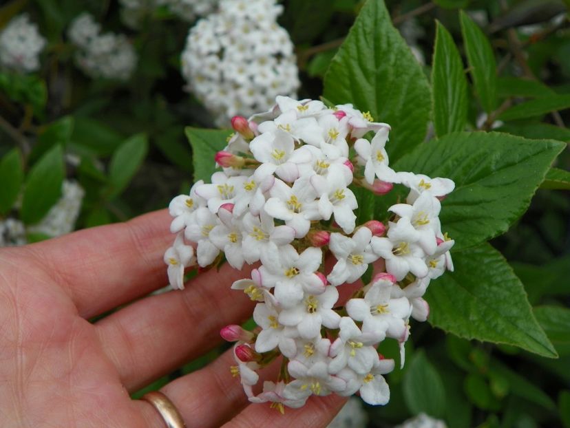 viburnum burkwoodii - Copacei si arbusti 2017