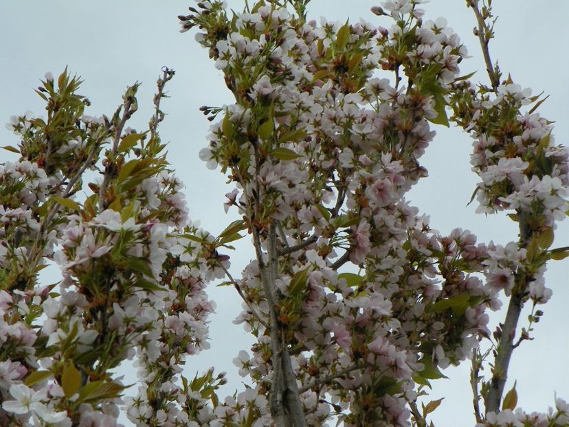 prunus Amanogawa mare - Copacei si arbusti 2017