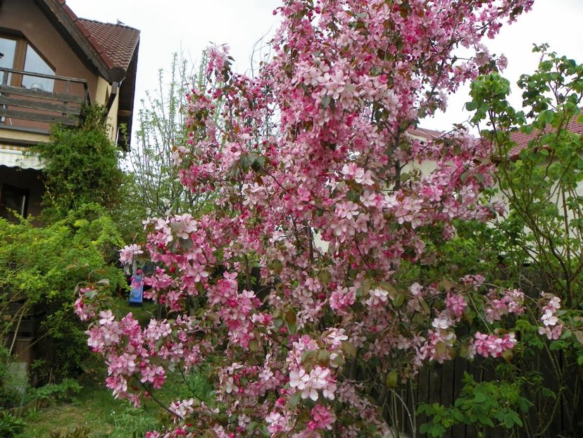 malus Rudolph - Copacei si arbusti 2017