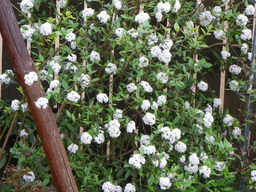 viburnum burkwoodii - Copacei si arbusti 2017