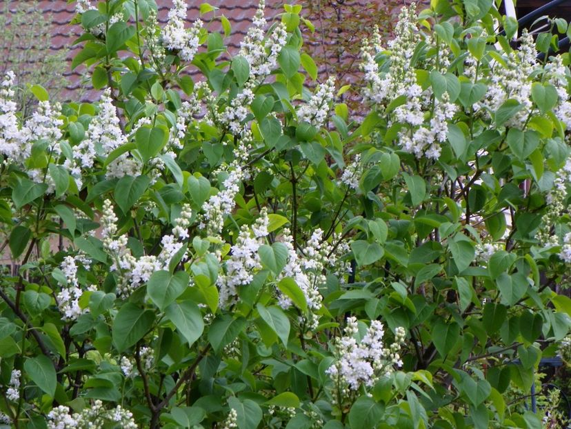 liliac alb batut - Copacei si arbusti 2017