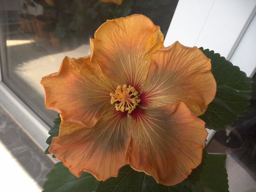 WIN_20170429_133758 - Allen Sue