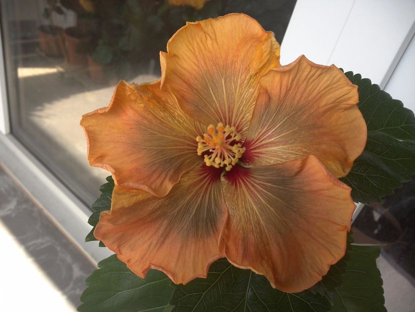 WIN_20170429_133759 - Allen Sue