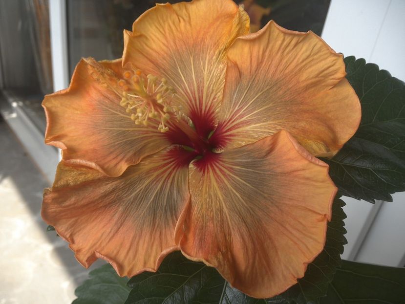 WIN_20170429_133813 - Allen Sue