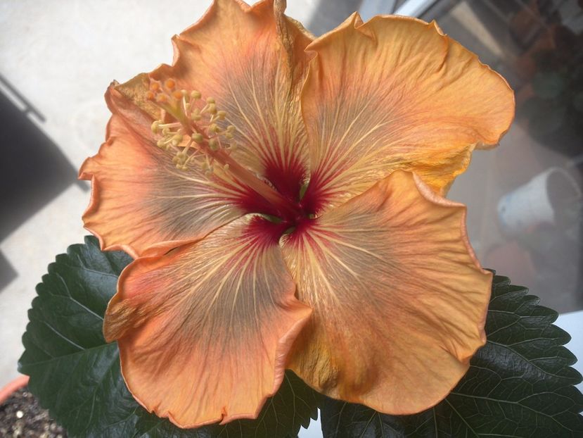 WIN_20170429_133858 - Allen Sue